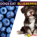 Can Dogs Eat Blueberries? Is It Good or Bad for Dogs? dog eat blueberries