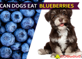 Can Dogs Eat Blueberries? Is It Good or Bad for Dogs? dog eat blueberries