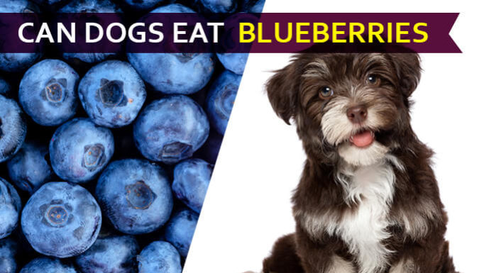 dog eat blueberries