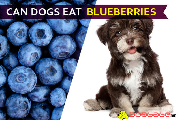 dog eat blueberries