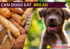 Can Dogs Eat Bread? Do bread help in stomach upset dogs? dog eat bread