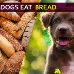 Can Dogs Eat Bread? Do bread help in stomach upset dogs? dog eat bread