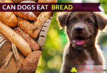 dog eat bread