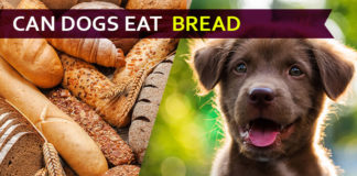 dog eat bread