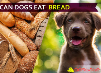Can Dogs Eat Bread? Do bread help in stomach upset dogs? dog eat bread