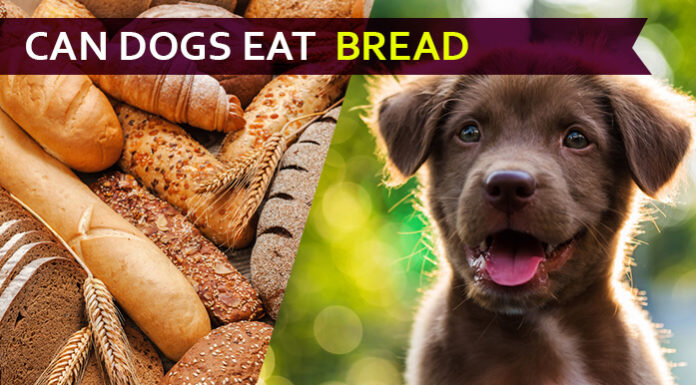 dog eat bread