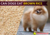 Can Dogs Eat Brown Rice? Is It Good or Bad for Dogs? dog eat brown rice