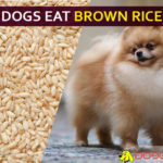 Can Dogs Eat Brown Rice? Is It Good or Bad for Dogs? dog eat brown rice