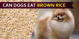dog eat brown rice