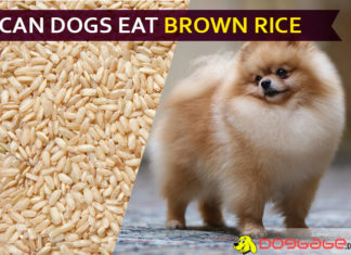 Can Dogs Eat Brown Rice? Is It Good or Bad for Dogs? dog eat brown rice