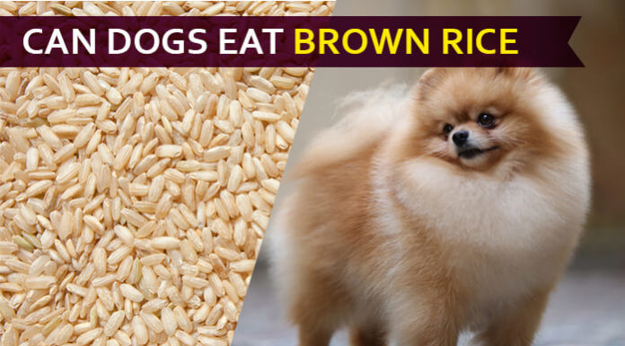 dog eat brown rice