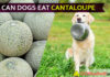 dog eat cantaloupe