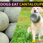 Can dogs eat cantaloupe? Is it safe or not? Answer revealed. dog eat cantaloupe
