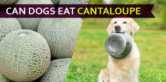 dog eat cantaloupe