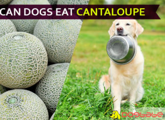 Can dogs eat cantaloupe? Is it safe or not? Answer revealed. dog eat cantaloupe