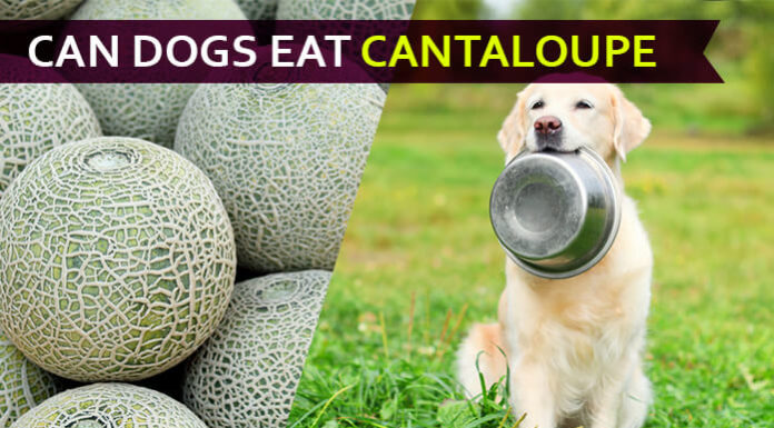 dog eat cantaloupe