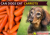 Can Dogs Eat Carrots? Is It Good or Bad for Dogs? dog eat carrot