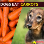 Can Dogs Eat Carrots? Is It Good or Bad for Dogs? dog eat carrot