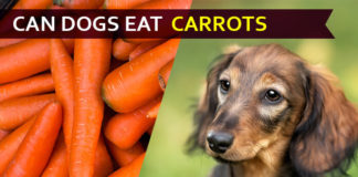 Can Dogs Eat Carrots? Is It Good or Bad for Dogs? dog eat carrot