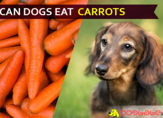 Can Dogs Eat Carrots? Is It Good or Bad for Dogs? dog eat carrot