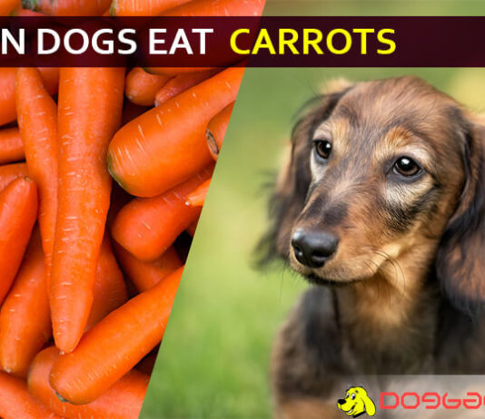 dog eat carrot