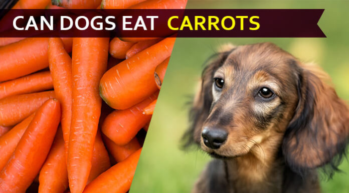 Can Dogs Eat Carrots? Is It Good or Bad for Dogs? dog eat carrot
