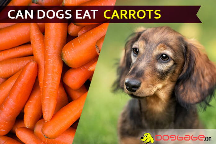 dog eat carrot