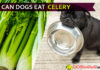 Can dogs eat celery? Why Celery is Bad for Dogs? dog eat celery