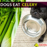 Can dogs eat celery? Why Celery is Bad for Dogs? dog eat celery