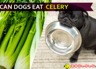 Can dogs eat celery? Why Celery is Bad for Dogs? dog eat celery