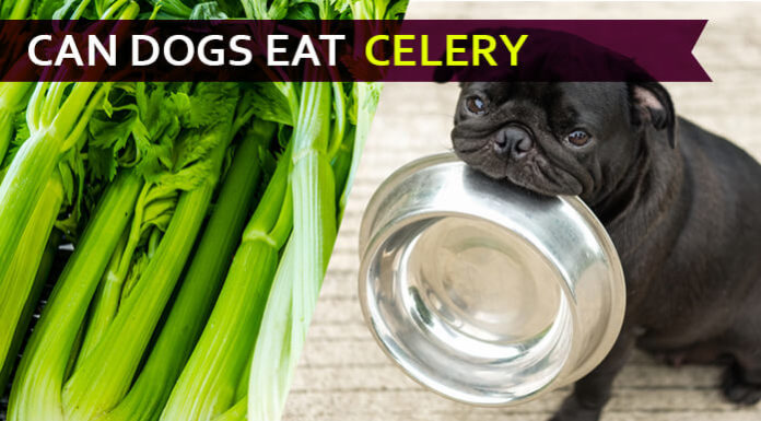 dog eat celery