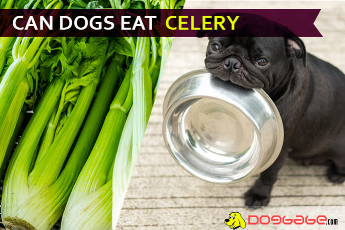 dog eat celery