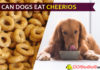 Can Dogs Eat Cheerios? Which flavor of Cheerios favors your dog babe diet? dog eat cheerio