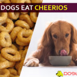Can Dogs Eat Cheerios? Which flavor of Cheerios favors your dog babe diet? dog eat cheerio