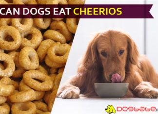 Can Dogs Eat Cheerios? Which flavor of Cheerios favors your dog babe diet? dog eat cheerio