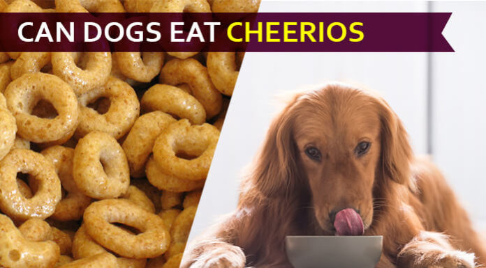 dog eat cheerio