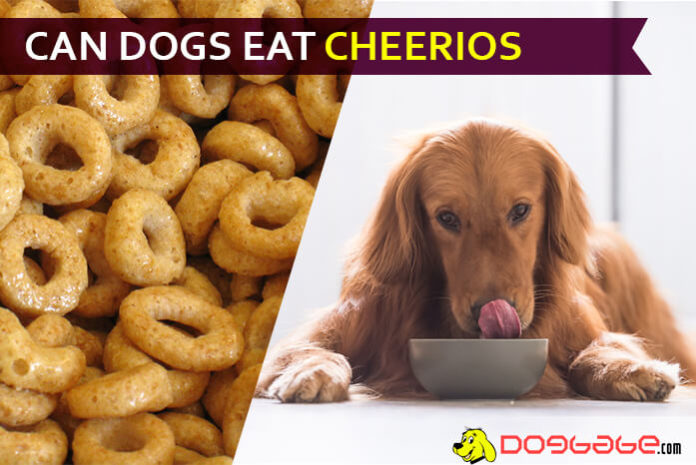 dog eat cheerio