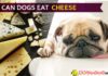 Can dogs eat cheese? Little know choosy secrets for cheesy diets! dog eat cheese