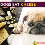 Can dogs eat cheese? Little know choosy secrets for cheesy diets! dog eat cheese