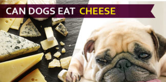 dog eat cheese
