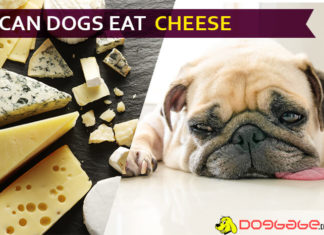 Can dogs eat cheese? Little know choosy secrets for cheesy diets! dog eat cheese