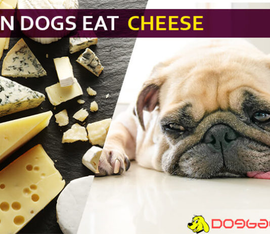 dog eat cheese