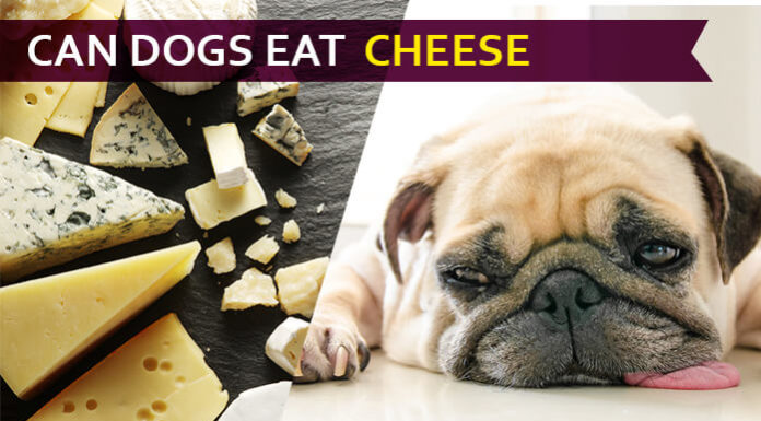 dog eat cheese