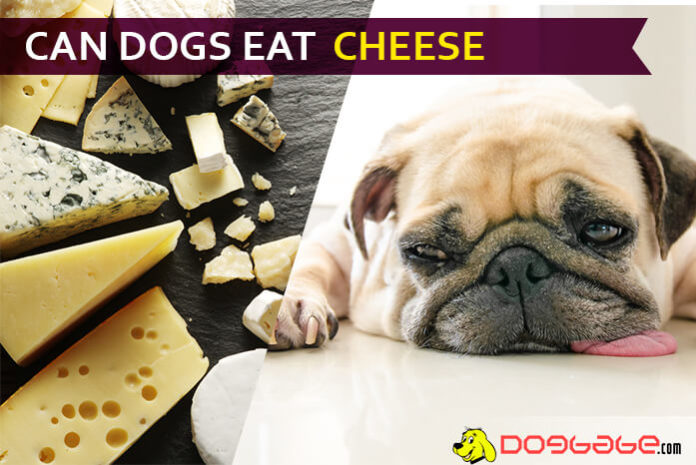 dog eat cheese