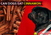 Can Dogs Eat Cinnamon? Is Cinnamon Good or Bad for Dogs? dog eat cinnamon