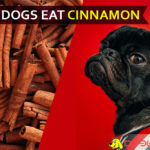 Can Dogs Eat Cinnamon? Is Cinnamon Good or Bad for Dogs? dog eat cinnamon