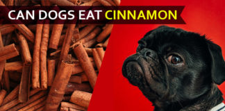 dog eat cinnamon