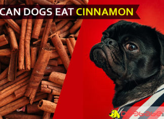 Can Dogs Eat Cinnamon? Is Cinnamon Good or Bad for Dogs? dog eat cinnamon