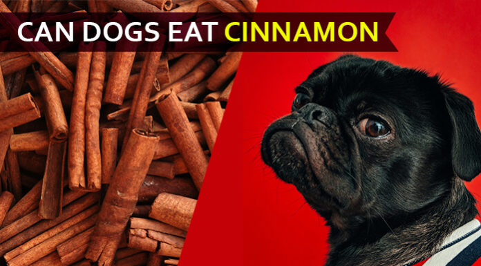 Can Dogs Eat Cinnamon? Is Cinnamon Good or Bad for Dogs? dog eat cinnamon