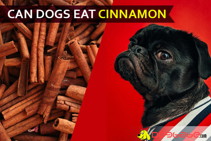 dog eat cinnamon